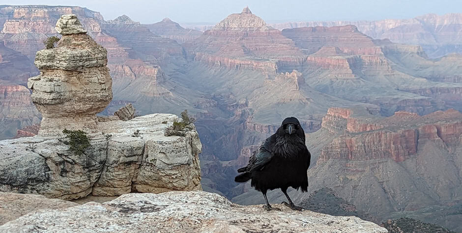 Raven-on-a-rock