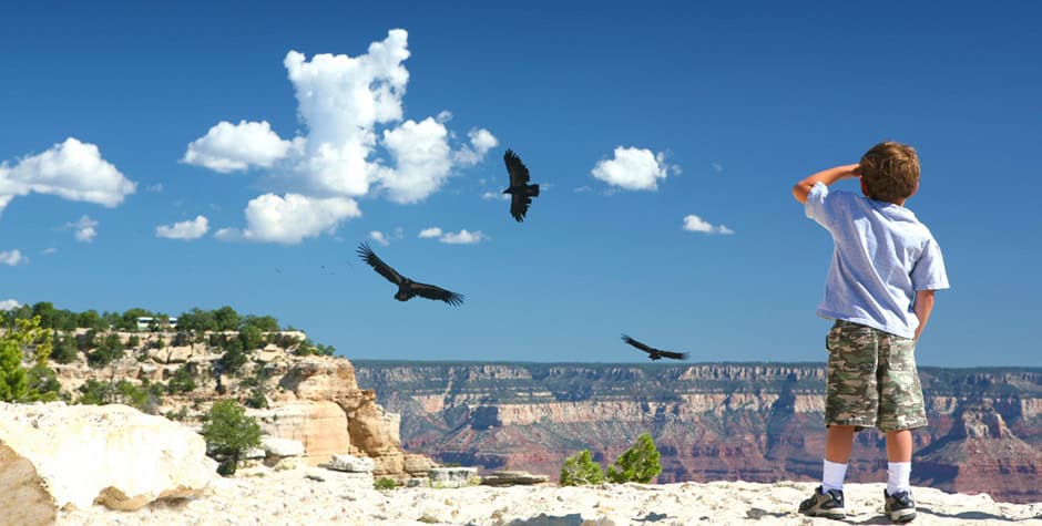 boy-with-condors