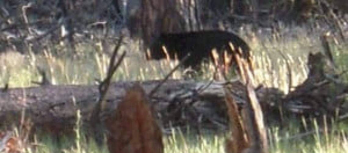 Bear spotted on Grand Canyon Jeep Tours & Safaris