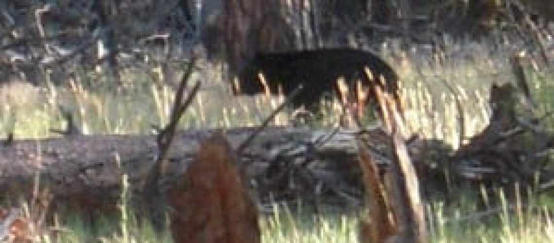 Bear spotted on Grand Canyon Jeep Tours & Safaris