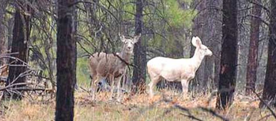 blog-albino-mule-deer